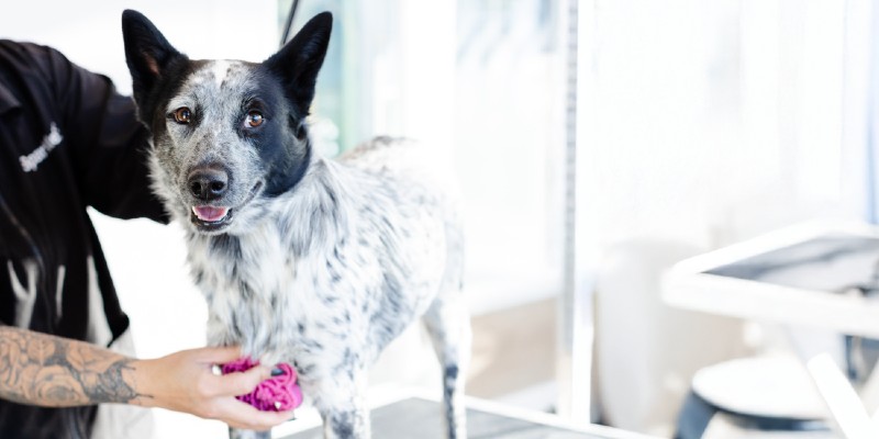 Sparkle Grooming Co. Franchise Opportunity Dallas–Fort Worth (DFW)