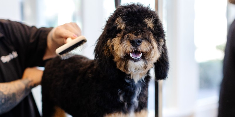 Sparkle Grooming Co. Franchise Opportunity Dallas–Fort Worth (DFW)
